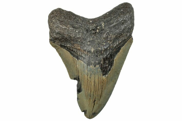 Serrated, Fossil Megalodon Tooth - North Carolina #295237